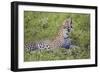 Africa. Tanzania. African leopard yawning, Serengeti National Park.-Ralph H. Bendjebar-Framed Photographic Print