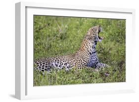 Africa. Tanzania. African leopard yawning, Serengeti National Park.-Ralph H. Bendjebar-Framed Photographic Print