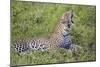 Africa. Tanzania. African leopard yawning, Serengeti National Park.-Ralph H. Bendjebar-Mounted Photographic Print