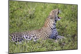 Africa. Tanzania. African leopard yawning, Serengeti National Park.-Ralph H. Bendjebar-Mounted Photographic Print