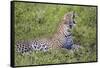 Africa. Tanzania. African leopard yawning, Serengeti National Park.-Ralph H. Bendjebar-Framed Stretched Canvas