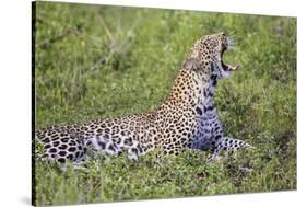 Africa. Tanzania. African leopard yawning, Serengeti National Park.-Ralph H. Bendjebar-Stretched Canvas