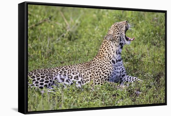 Africa. Tanzania. African leopard yawning, Serengeti National Park.-Ralph H. Bendjebar-Framed Stretched Canvas