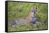 Africa. Tanzania. African leopard yawning, Serengeti National Park.-Ralph H. Bendjebar-Framed Stretched Canvas