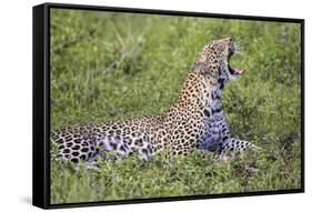 Africa. Tanzania. African leopard yawning, Serengeti National Park.-Ralph H. Bendjebar-Framed Stretched Canvas