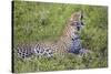 Africa. Tanzania. African leopard yawning, Serengeti National Park.-Ralph H. Bendjebar-Stretched Canvas