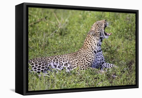 Africa. Tanzania. African leopard yawning, Serengeti National Park.-Ralph H. Bendjebar-Framed Stretched Canvas