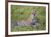 Africa. Tanzania. African leopard yawning, Serengeti National Park.-Ralph H. Bendjebar-Framed Premium Photographic Print