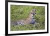 Africa. Tanzania. African leopard yawning, Serengeti National Park.-Ralph H. Bendjebar-Framed Premium Photographic Print