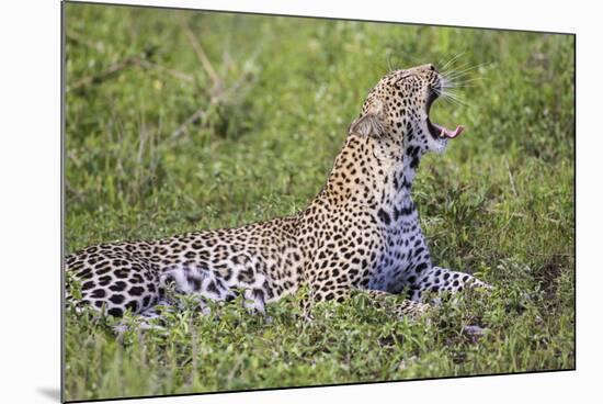 Africa. Tanzania. African leopard yawning, Serengeti National Park.-Ralph H. Bendjebar-Mounted Premium Photographic Print