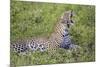 Africa. Tanzania. African leopard yawning, Serengeti National Park.-Ralph H. Bendjebar-Mounted Premium Photographic Print