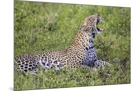Africa. Tanzania. African leopard yawning, Serengeti National Park.-Ralph H. Bendjebar-Mounted Premium Photographic Print