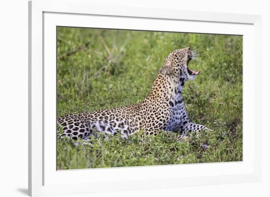 Africa. Tanzania. African leopard yawning, Serengeti National Park.-Ralph H. Bendjebar-Framed Photographic Print