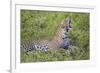 Africa. Tanzania. African leopard yawning, Serengeti National Park.-Ralph H. Bendjebar-Framed Photographic Print