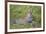 Africa. Tanzania. African leopard yawning, Serengeti National Park.-Ralph H. Bendjebar-Framed Photographic Print