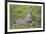 Africa. Tanzania. African leopard yawning, Serengeti National Park.-Ralph H. Bendjebar-Framed Photographic Print