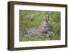 Africa. Tanzania. African leopard yawning, Serengeti National Park.-Ralph H. Bendjebar-Framed Photographic Print