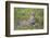 Africa. Tanzania. African leopard yawning, Serengeti National Park.-Ralph H. Bendjebar-Framed Photographic Print