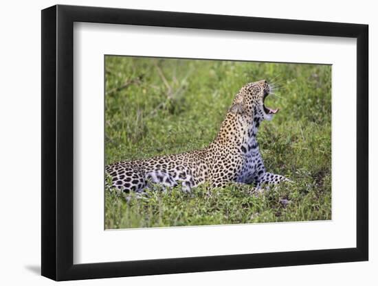 Africa. Tanzania. African leopard yawning, Serengeti National Park.-Ralph H. Bendjebar-Framed Photographic Print