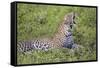 Africa. Tanzania. African leopard yawning, Serengeti National Park.-Ralph H. Bendjebar-Framed Stretched Canvas