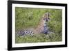 Africa. Tanzania. African leopard yawning, Serengeti National Park.-Ralph H. Bendjebar-Framed Photographic Print