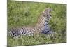 Africa. Tanzania. African leopard yawning, Serengeti National Park.-Ralph H. Bendjebar-Mounted Photographic Print