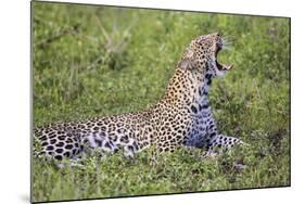 Africa. Tanzania. African leopard yawning, Serengeti National Park.-Ralph H. Bendjebar-Mounted Photographic Print