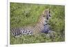 Africa. Tanzania. African leopard yawning, Serengeti National Park.-Ralph H. Bendjebar-Framed Photographic Print