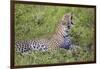 Africa. Tanzania. African leopard yawning, Serengeti National Park.-Ralph H. Bendjebar-Framed Photographic Print