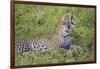 Africa. Tanzania. African leopard yawning, Serengeti National Park.-Ralph H. Bendjebar-Framed Photographic Print