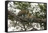 Africa. Tanzania. African leopards in a tree, Serengeti National Park.-Ralph H. Bendjebar-Framed Stretched Canvas