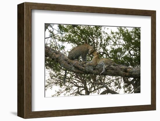 Africa. Tanzania. African leopards in a tree, Serengeti National Park.-Ralph H. Bendjebar-Framed Photographic Print