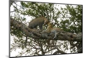 Africa. Tanzania. African leopards in a tree, Serengeti National Park.-Ralph H. Bendjebar-Mounted Photographic Print