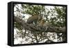 Africa. Tanzania. African leopards in a tree, Serengeti National Park.-Ralph H. Bendjebar-Framed Stretched Canvas