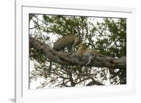 Africa. Tanzania. African leopards in a tree, Serengeti National Park.-Ralph H. Bendjebar-Framed Photographic Print