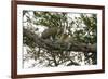 Africa. Tanzania. African leopards in a tree, Serengeti National Park.-Ralph H. Bendjebar-Framed Photographic Print