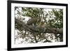 Africa. Tanzania. African leopards in a tree, Serengeti National Park.-Ralph H. Bendjebar-Framed Photographic Print