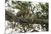 Africa. Tanzania. African leopards in a tree, Serengeti National Park.-Ralph H. Bendjebar-Mounted Photographic Print