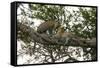 Africa. Tanzania. African leopards in a tree, Serengeti National Park.-Ralph H. Bendjebar-Framed Stretched Canvas