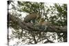 Africa. Tanzania. African leopards in a tree, Serengeti National Park.-Ralph H. Bendjebar-Stretched Canvas