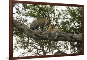 Africa. Tanzania. African leopards in a tree, Serengeti National Park.-Ralph H. Bendjebar-Framed Photographic Print