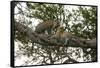 Africa. Tanzania. African leopards in a tree, Serengeti National Park.-Ralph H. Bendjebar-Framed Stretched Canvas