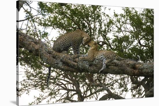 Africa. Tanzania. African leopards in a tree, Serengeti National Park.-Ralph H. Bendjebar-Stretched Canvas