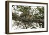 Africa. Tanzania. African leopards in a tree, Serengeti National Park.-Ralph H. Bendjebar-Framed Photographic Print