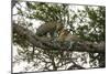 Africa. Tanzania. African leopards in a tree, Serengeti National Park.-Ralph H. Bendjebar-Mounted Photographic Print