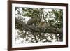 Africa. Tanzania. African leopards in a tree, Serengeti National Park.-Ralph H. Bendjebar-Framed Photographic Print