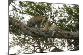 Africa. Tanzania. African leopards in a tree, Serengeti National Park.-Ralph H. Bendjebar-Mounted Photographic Print