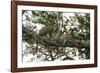 Africa. Tanzania. African leopards in a tree, Serengeti National Park.-Ralph H. Bendjebar-Framed Photographic Print