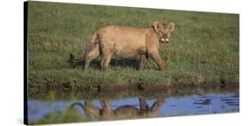 Africa. Tanzania. African Lion at Ndutu, Serengeti National Park.-Ralph H. Bendjebar-Stretched Canvas