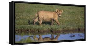 Africa. Tanzania. African Lion at Ndutu, Serengeti National Park.-Ralph H. Bendjebar-Framed Stretched Canvas